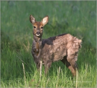<p>SRNEC OBECNÝ (Capreolus capreolus) Šluknovsko - Jiříkov /European roe deer - Reh/</p>
